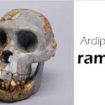 Ardipithecus ramidus 4.4 million years ago